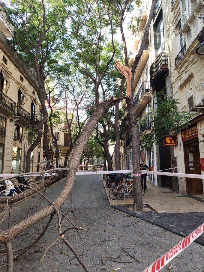 El Servicio de Jardinería ha realizado en agosto más de mil intervenciones  en el arbolado de València