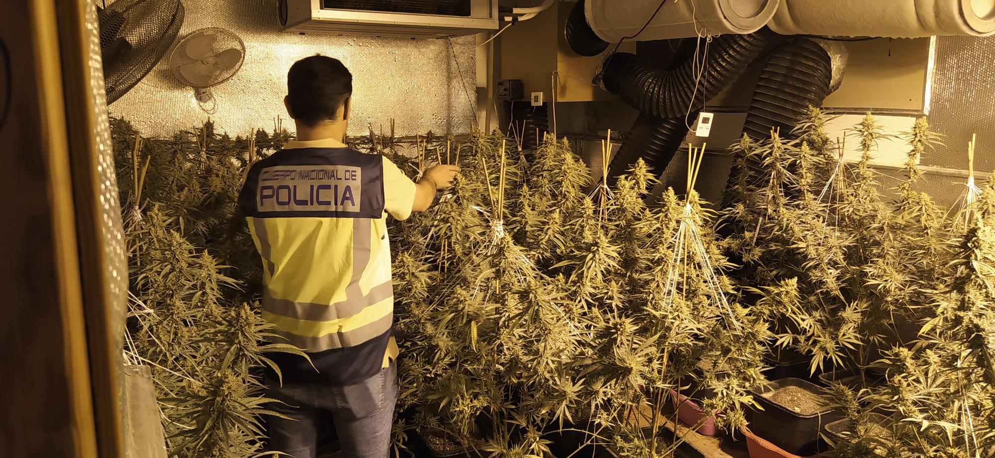 Desmantelan En Gandia Una Plantación De Marihuana En Un Chalé: Dos ...