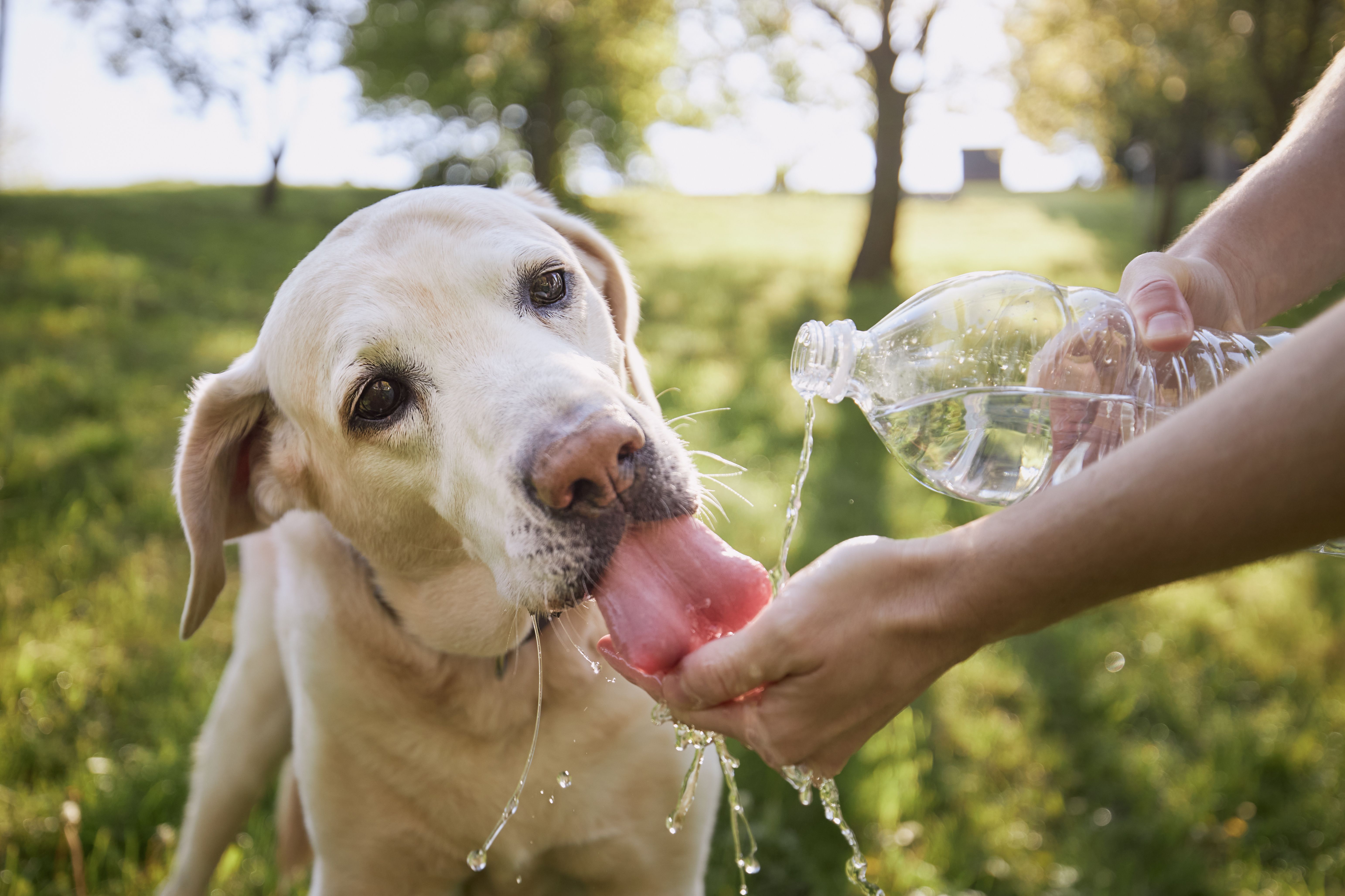 los perros prefieren agua tibia o fria