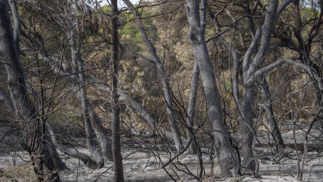 Vegetación afectada por incendio forestal en el Saler. Imagen: Jorge Gil 