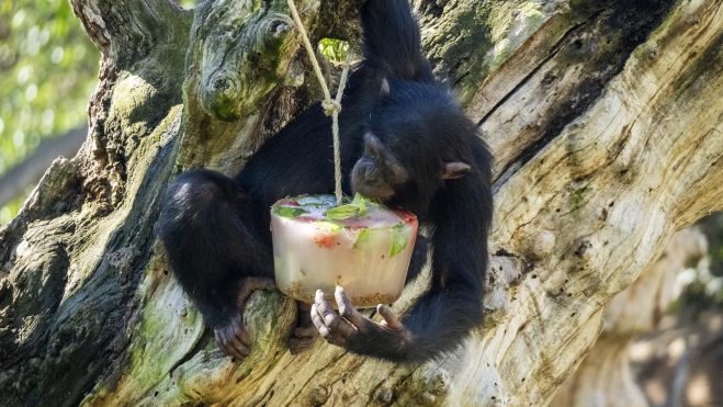 Un chimpancé con un bloque de helado en el Biopar. Imagen: Bioparc Valencia