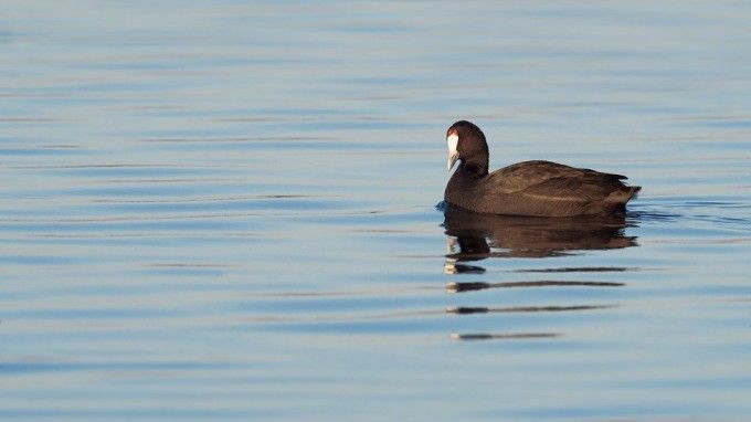 La Amenaza De La Extincion En Masa Afecta A 17 Especies Valencianas Valencia Extra